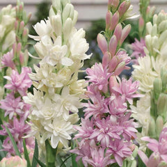 Collection image for: Gardening